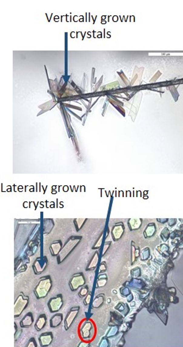 Vertically grown and laterally grown crystals of cyheptamide on dihydrocarbamazepine template