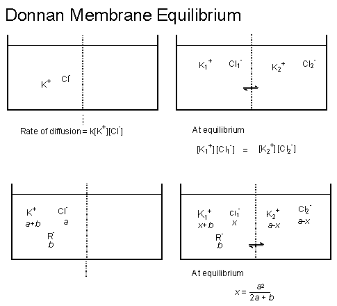 Donna Membrane Equilibrium